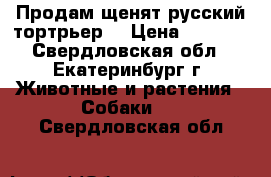 Продам щенят русский тортрьер  › Цена ­ 4 000 - Свердловская обл., Екатеринбург г. Животные и растения » Собаки   . Свердловская обл.